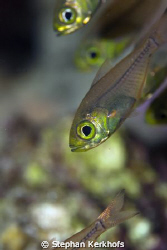 golden sweeper (parapriacanthus ransonneti) taken with 18... by Stephan Kerkhofs 